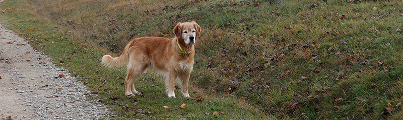 fortiflora-for-dogs