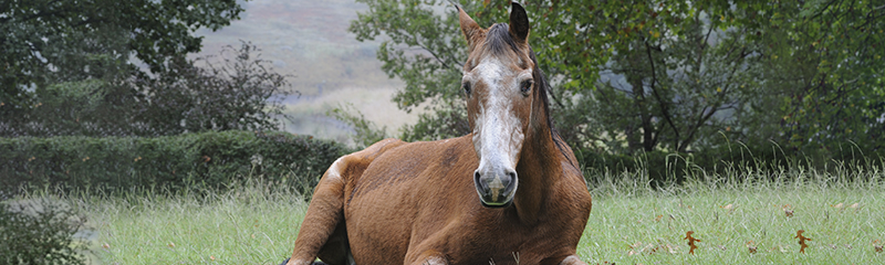 How Long Does Equioxx Stay In A Horses System