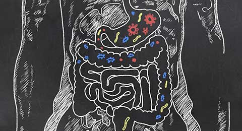 probiotics in gut