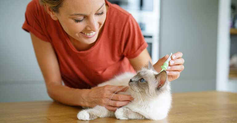 Medicamento Revolución Para Gatos