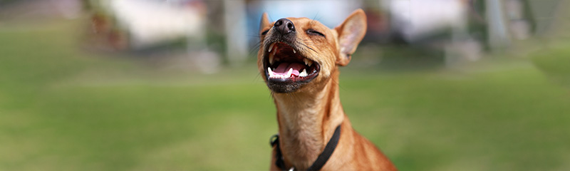 Canadian animal best sale pharmacy