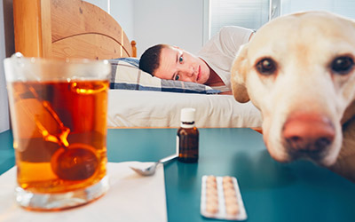 Dog Anxiety Medicine