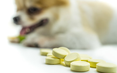 Buy Capstar For Dogs