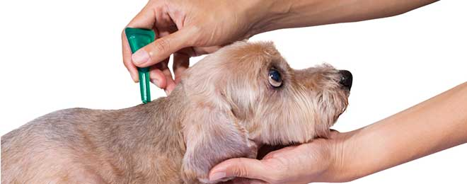 Medicina contra las pulgas para perros