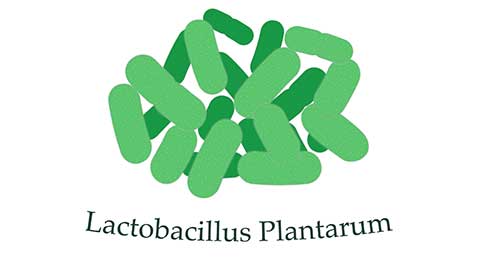 Lactobacillus plantarum is one of the best probiotics for IBS